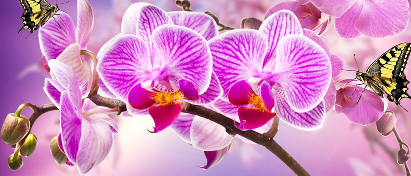 L’orchidea