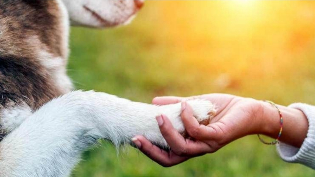 Pensieri a quattro zampe